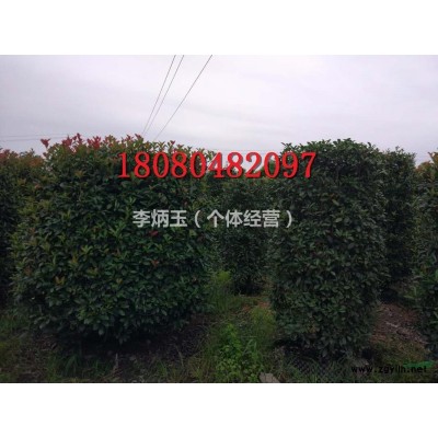 工程用量毛叶丁香小苗.毛叶丁香基地批发价格