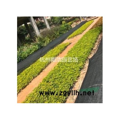 花叶络石亮绿忍冬六道木金丝桃八仙花连翘火棘红叶石楠龙柏丰花月