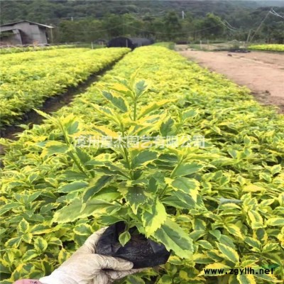 福建供应茶梅小苗 规格* 基地直供 漳州茶梅树苗