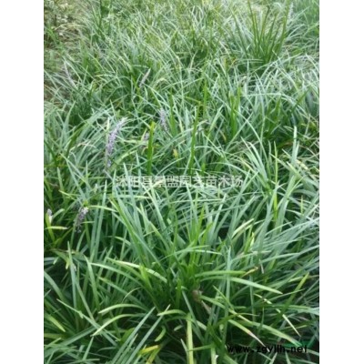 连翘2米价格哪里便宜？