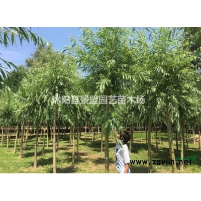 连翘苗什么时候种植？