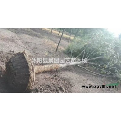 连翘苗求购去哪里？