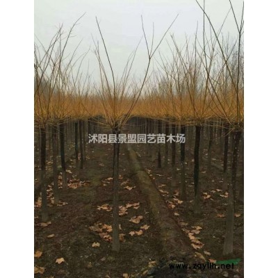 连翘小苗价格表哪里咨询？