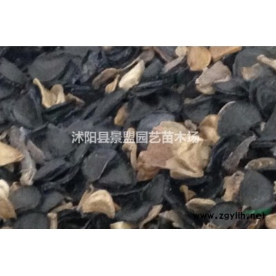 10公分高连翘苗哪里有货？