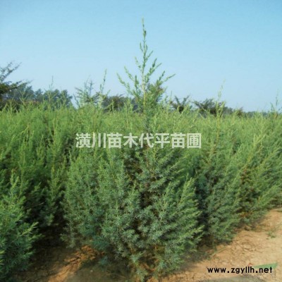 河南苗木报价连翘价格0.5元连翘苗售价更新