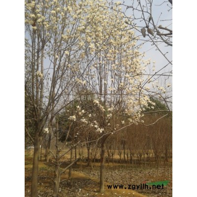 河南地区供应10-18公分黄栌