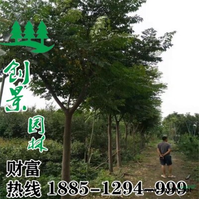 优质六月雪基地直销--六月雪1~2年生小苗--沭阳原产地货源