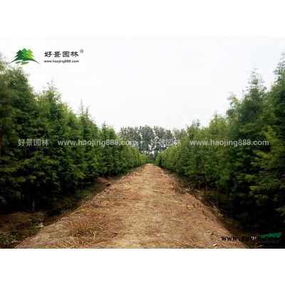 腊梅价格_腊梅图片_腊梅产地_腊梅绿化苗木苗圃基地