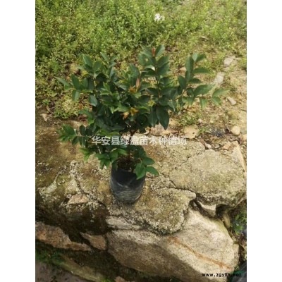 优质特价金边六月雪地皮产地直销  价格实惠