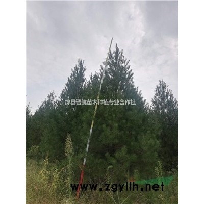 药用连翘苗批发生产基地出售2年连翘苗-3年连翘苗