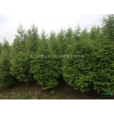 水杉 池杉 落羽杉 中山杉一年生小苗，数量大，自产自销