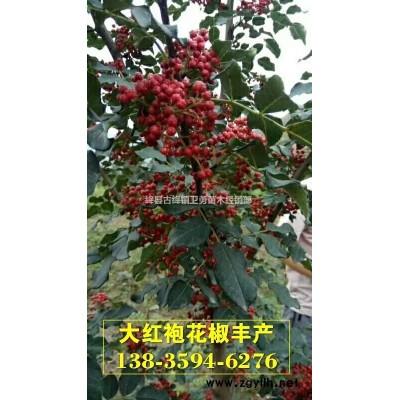 连翘苗产地==100亩1年药用连翘苗=0.3公分连翘苗量大价优