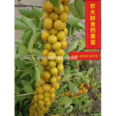 3年生连翘苗高度+粗度？3年连翘苗几年结果？
