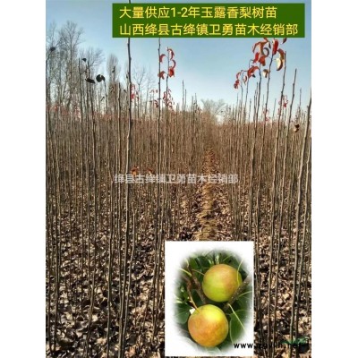 山西连翘苗基地 长期供应多头连翘苗+1-2-3年生连翘树苗