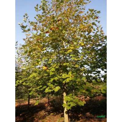 浙江精品无患子 湖州无患子基地批发/供应