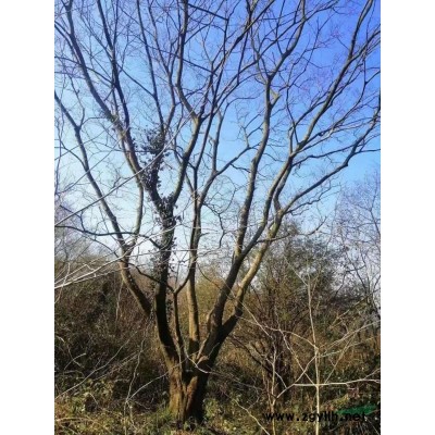 供应8公分大叶女贞