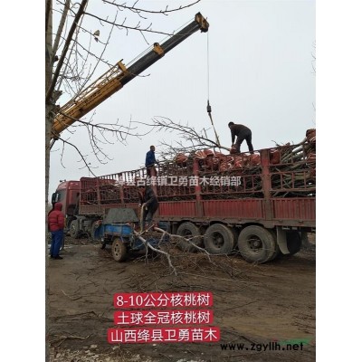 药用连翘苗种植厂家==山西1-2年连翘苗种植大户