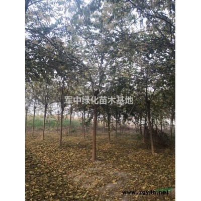 红瑞木 /红瑞木基地/红瑞木价格/红瑞木图片/红瑞木产地