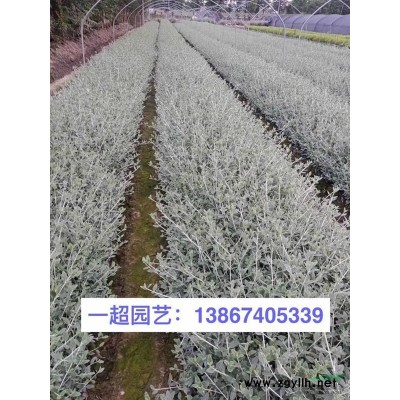 红瑞木，精品红瑞木小苗，红瑞木球，红瑞木小毛球