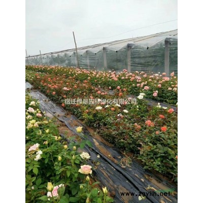 连翘·连翘图片·连翘种植基地