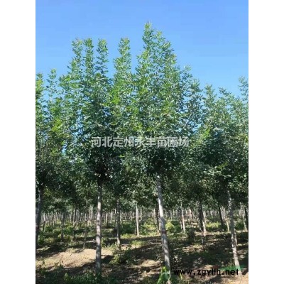 红瑞木小苗 多分支红瑞木 红瑞木基地 红瑞木经销商 大颗红瑞木