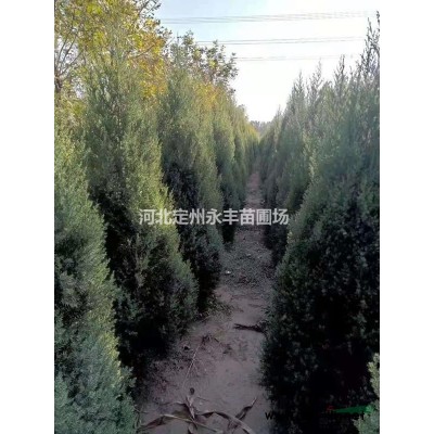 红瑞木小苗，红瑞木价格，红瑞木苗木基地低价销售