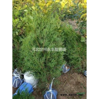 红瑞木，定州红瑞木，河北红瑞木，红瑞木基地