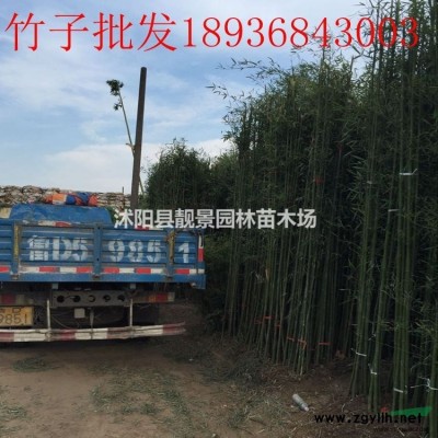 连翘床苗 金叶连翘60厘米 花边假连翘 金边连翘庭院观赏植物