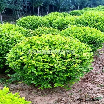 连翘1公分粗多少钱一棵，连翘80公分多少钱一棵，药用连翘产地