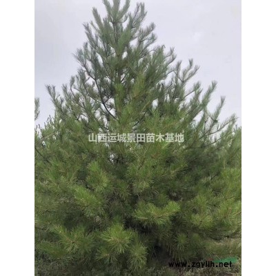 连翘苗·各地区连翘报价·山西药用连翘苗价格详情