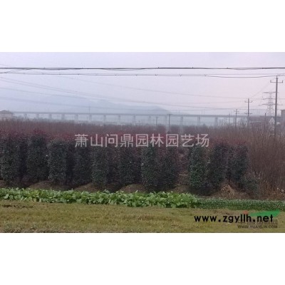 萧山苗木一站式供应链服务商：彩叶杞柳/金叶菖蒲/花叶假连翘