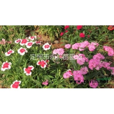 连翘子播苗，大棵连翘价格，连翘种植基地