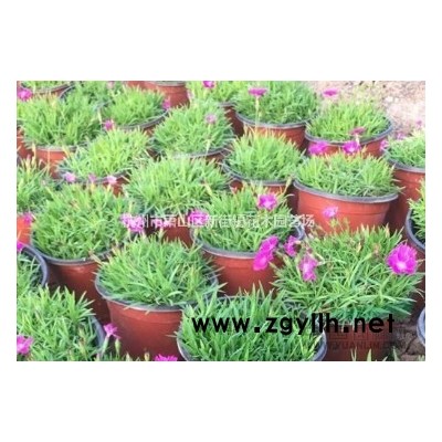 供应 花石榴、迎春、棣棠、连翘、迎夏