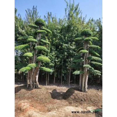 茶梅小苗报价，茶梅小苗直销，茶梅杯苗*新价格