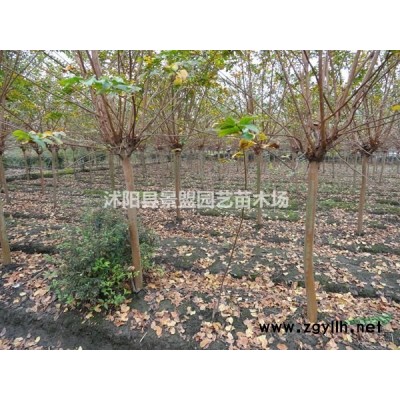 1米高连翘种植地价格便宜吗？