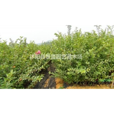 哪里有卖连翘苗？