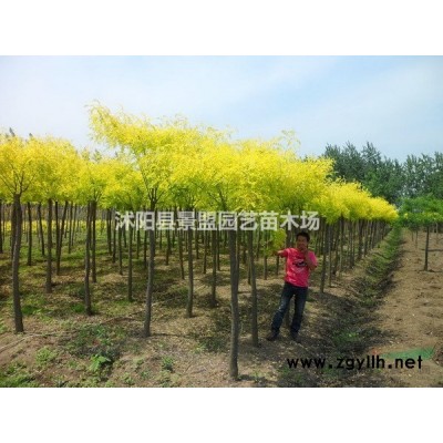 今年连翘什么价格一棵？