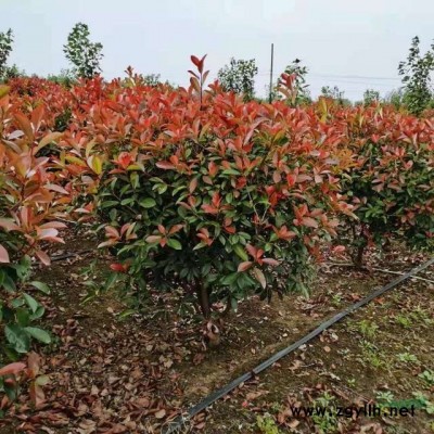 江苏基地大量出售多分枝连翘一年生连翘大丛生连翘