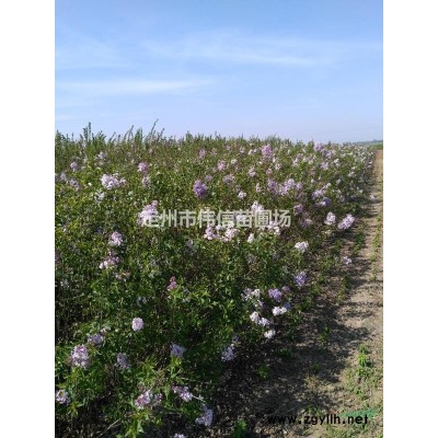河北大颗连翘批发基地，连翘直销基地
