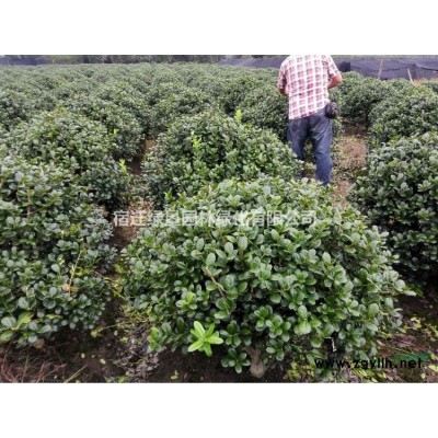 桃树图片·桃树种植基地·桃树图片