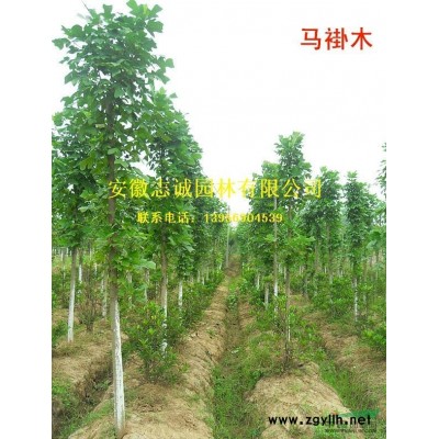 红叶李3-20公分红叶李，红叶李价格，紫叶李，低分枝红叶李