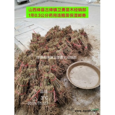 2年连翘苗（几个头+高度+地径+今年价格）