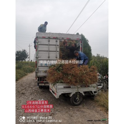 （1年连翘苗产地）+（1年连翘苗价格）+（1年连翘苗批发）