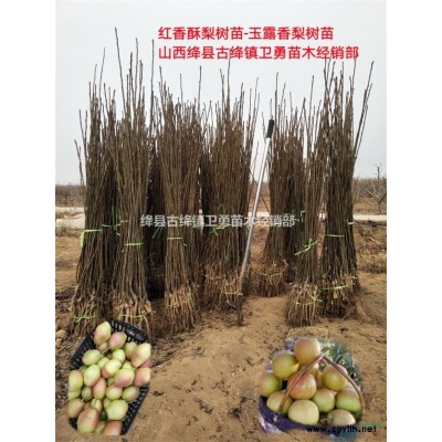 山西1-2-3年连翘苗种植基地+连翘苗哪里有卖