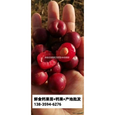 连翘苗产地山西//1-2-3年连翘苗价格低规格*