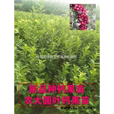 药用连翘苗几年结果+亩产多少斤青翘+今年价格