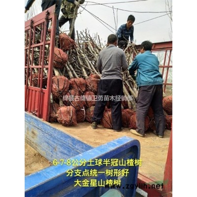 哪里有结果连翘树苗出售==连翘苗几年结果+价格