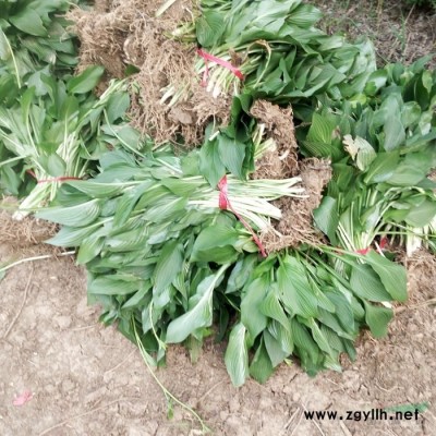 红瑞木 红瑞木价格 红瑞木基地图片/红瑞木 红瑞木价格 红瑞木基地报价