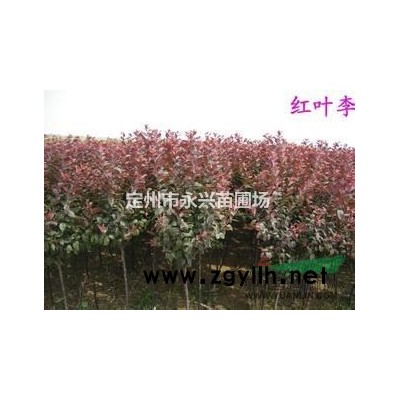 金枝红瑞木，金枝红瑞木报价，金枝红瑞木厂家*新