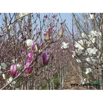 连翘价格 连翘苗产地 连翘苗图片 销售连翘工程苗